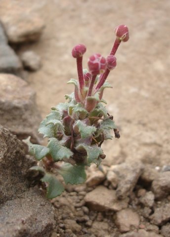 Zaluzianskya distans buds